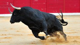 The Sat Standard - November 16th