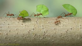 The Sat Standard - January 18th, 2020