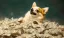You Can't DOGE the Debt